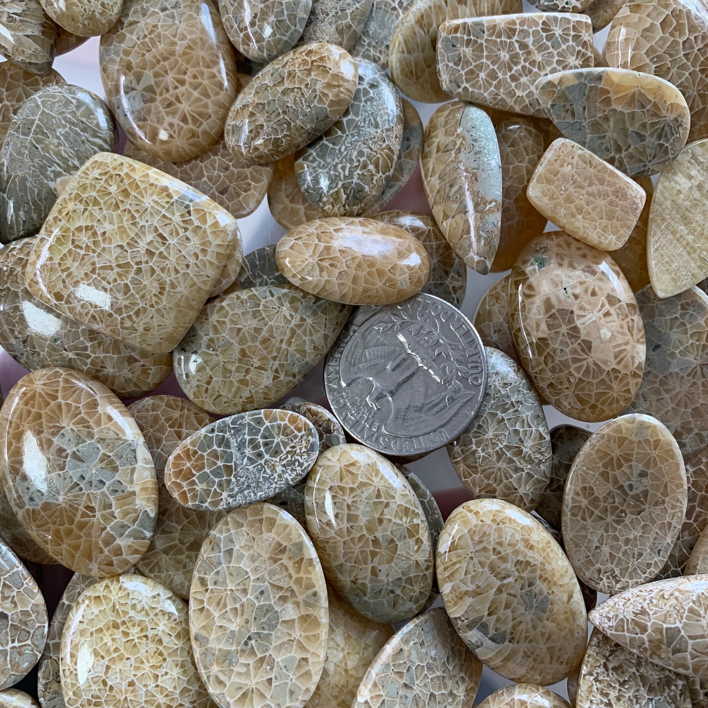 Coral Fossil Cabochon