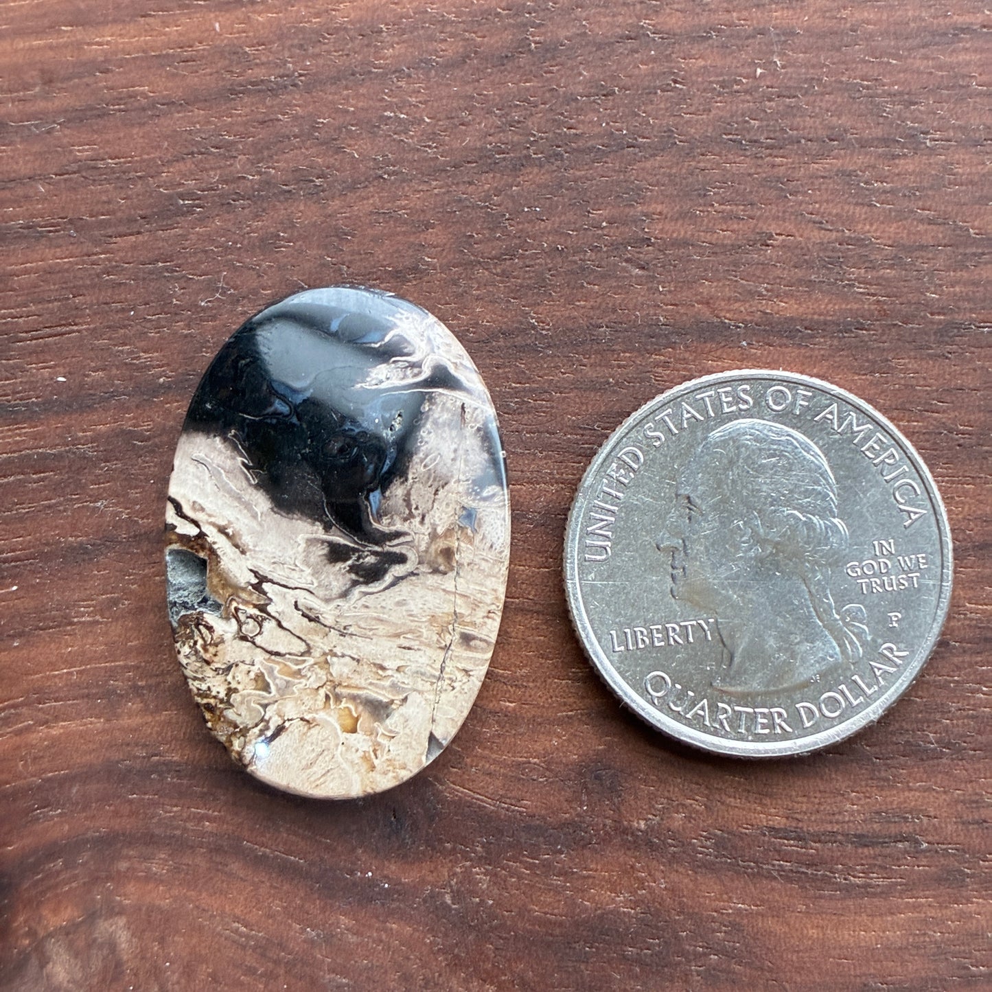 Indonesia Palm Root - Cabochon - Oval - Teardrop - Triangle - Round