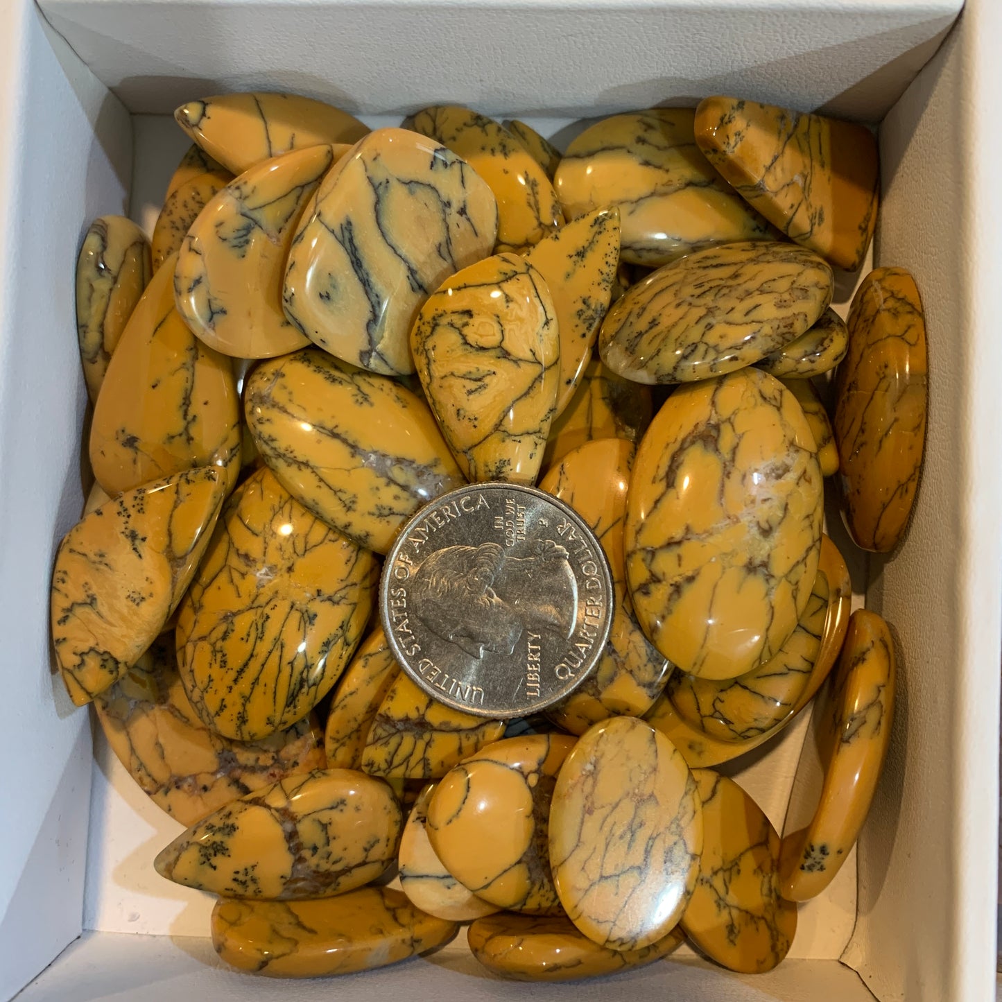 $2.5 Cabochon - Argonite - Serpentine - Sonora - Polka Dot Chalcedony - Yellow Dendritic - Palm Root