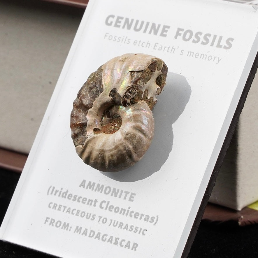 OVERSEAS ORDER - Mineral Fridge Magnet