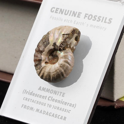 OVERSEAS ORDER - Mineral Fridge Magnet
