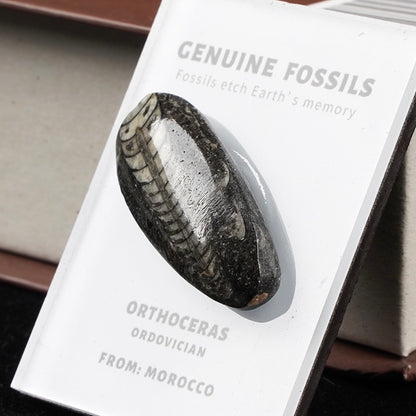 OVERSEAS ORDER - Mineral Fridge Magnet