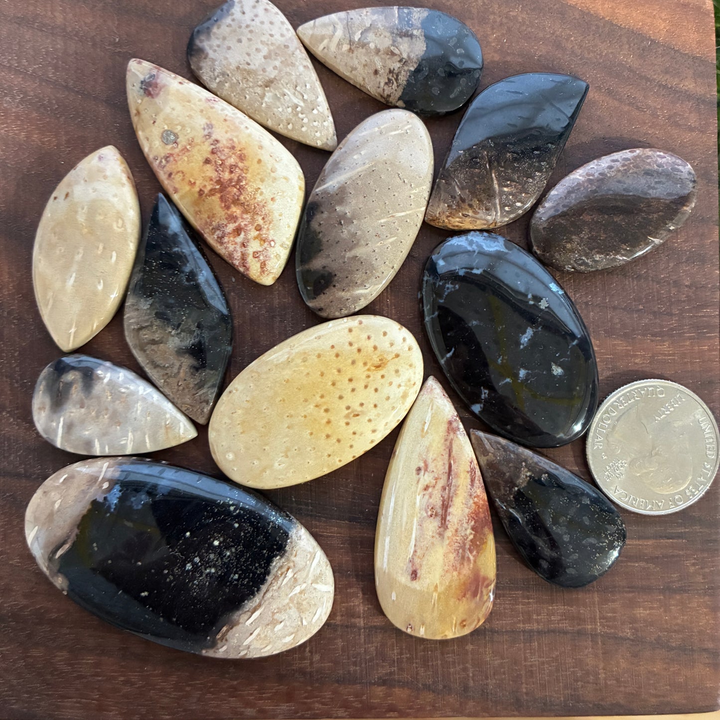 Palm Root Cabochon - Teardrop - Oval - Marquise - Freeform