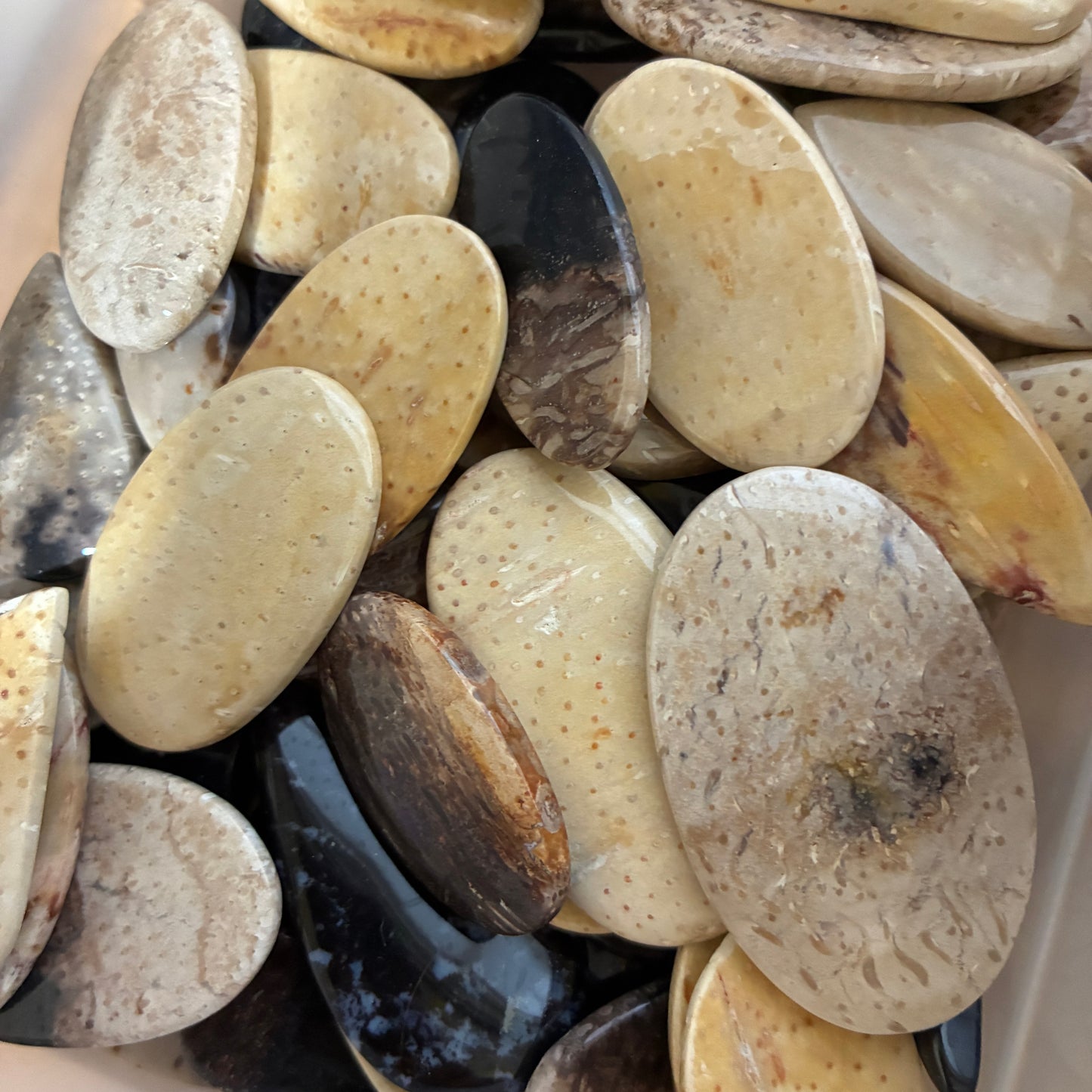 Palm Root Cabochon - Teardrop - Oval - Marquise - Freeform