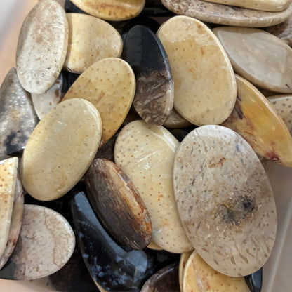 Palm Root Cabochon - Teardrop - Oval - Marquise - Freeform