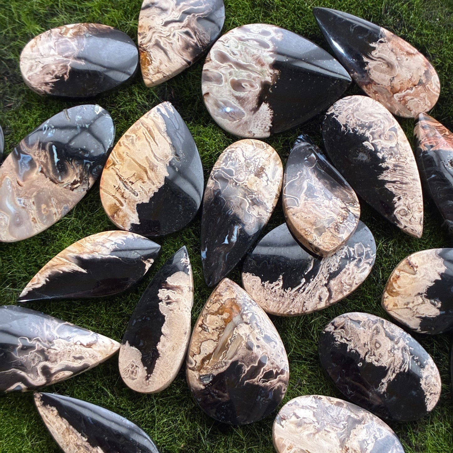 Indonesia Palm Root - Cabochon - Oval - Teardrop - Triangle - Round