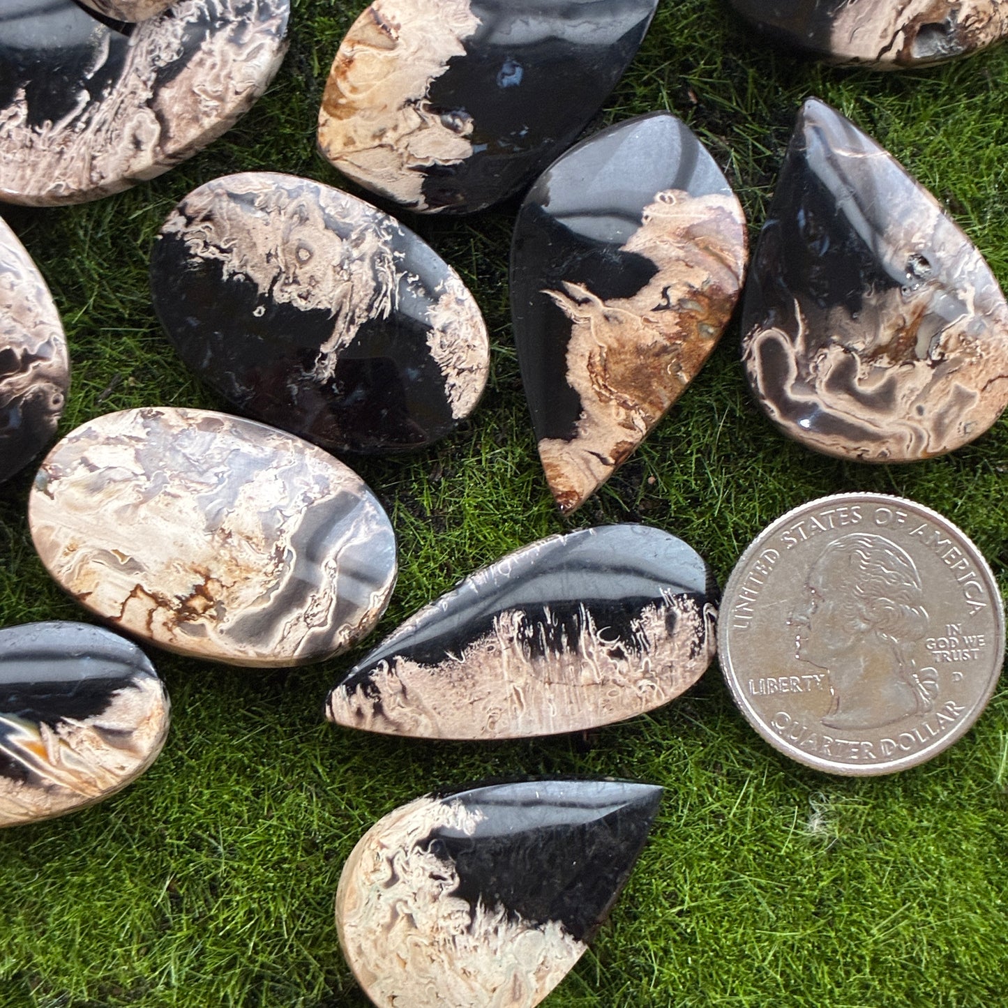 Indonesia Palm Root - Cabochon - Oval - Teardrop - Triangle - Round