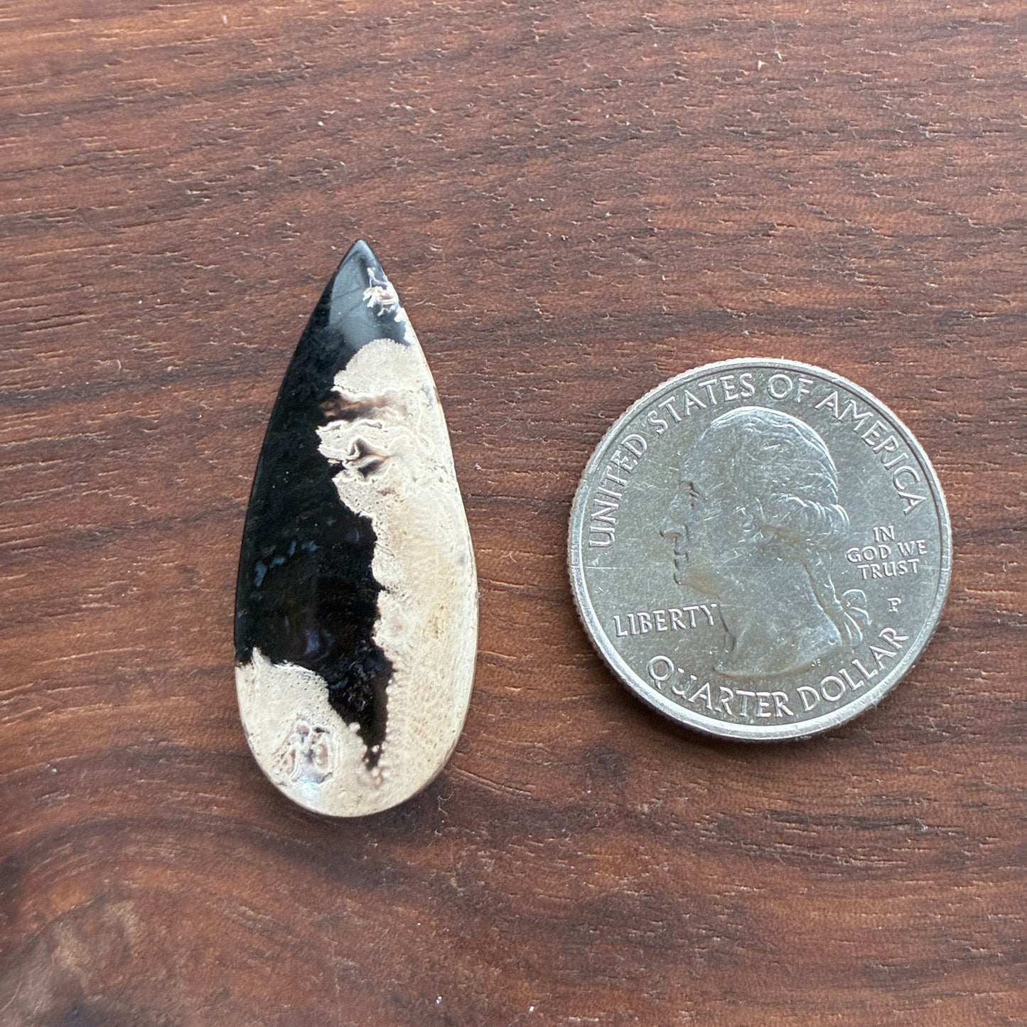 Indonesia Palm Root - Cabochon - Oval - Teardrop - Triangle - Round