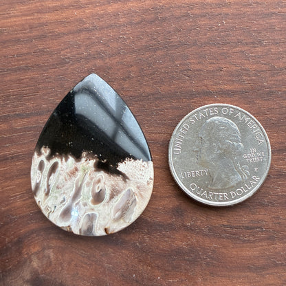 Indonesia Palm Root - Cabochon - Oval - Teardrop - Triangle - Round