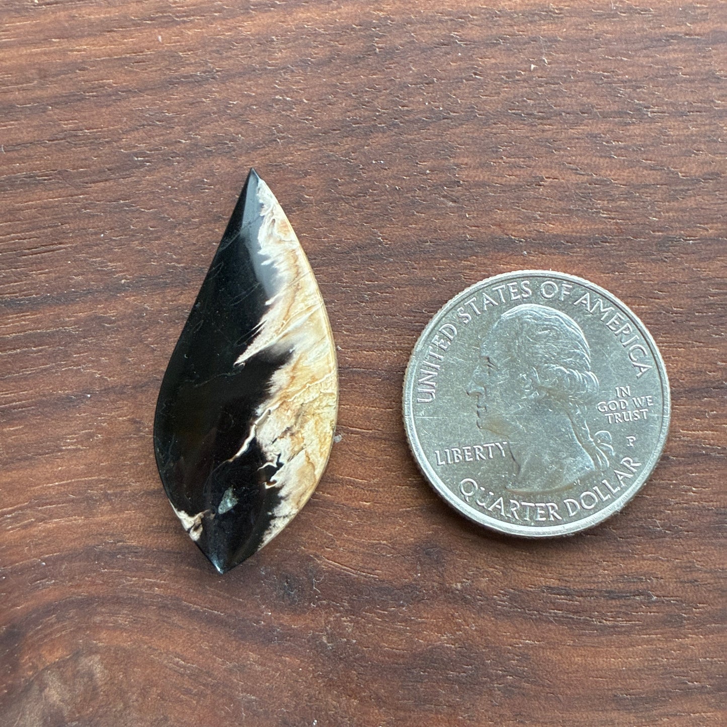 Indonesia Palm Root - Cabochon - Oval - Teardrop - Triangle - Round