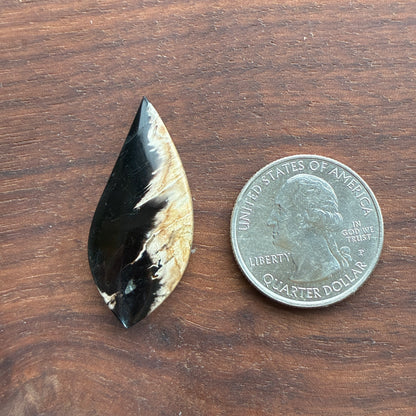 Indonesia Palm Root - Cabochon - Oval - Teardrop - Triangle - Round