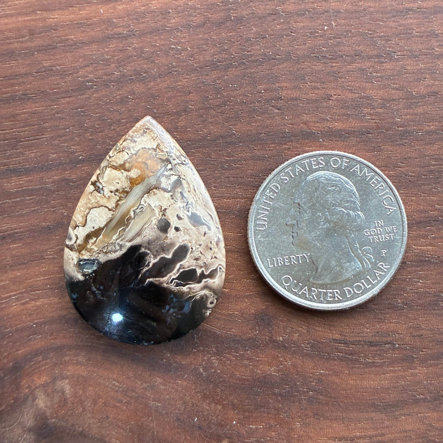 Indonesia Palm Root - Cabochon - Oval - Teardrop - Triangle - Round