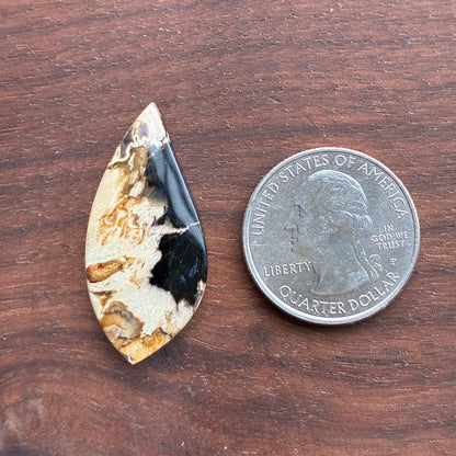 Indonesia Palm Root - Cabochon - Oval - Teardrop - Triangle - Round