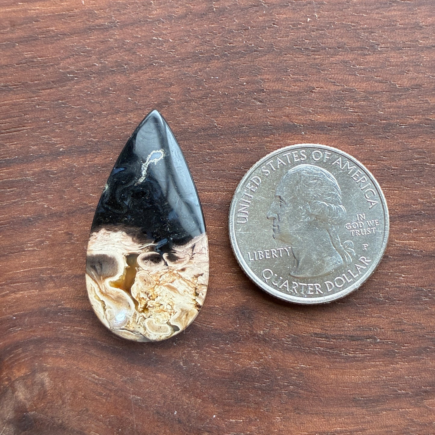 Indonesia Palm Root - Cabochon - Oval - Teardrop - Triangle - Round