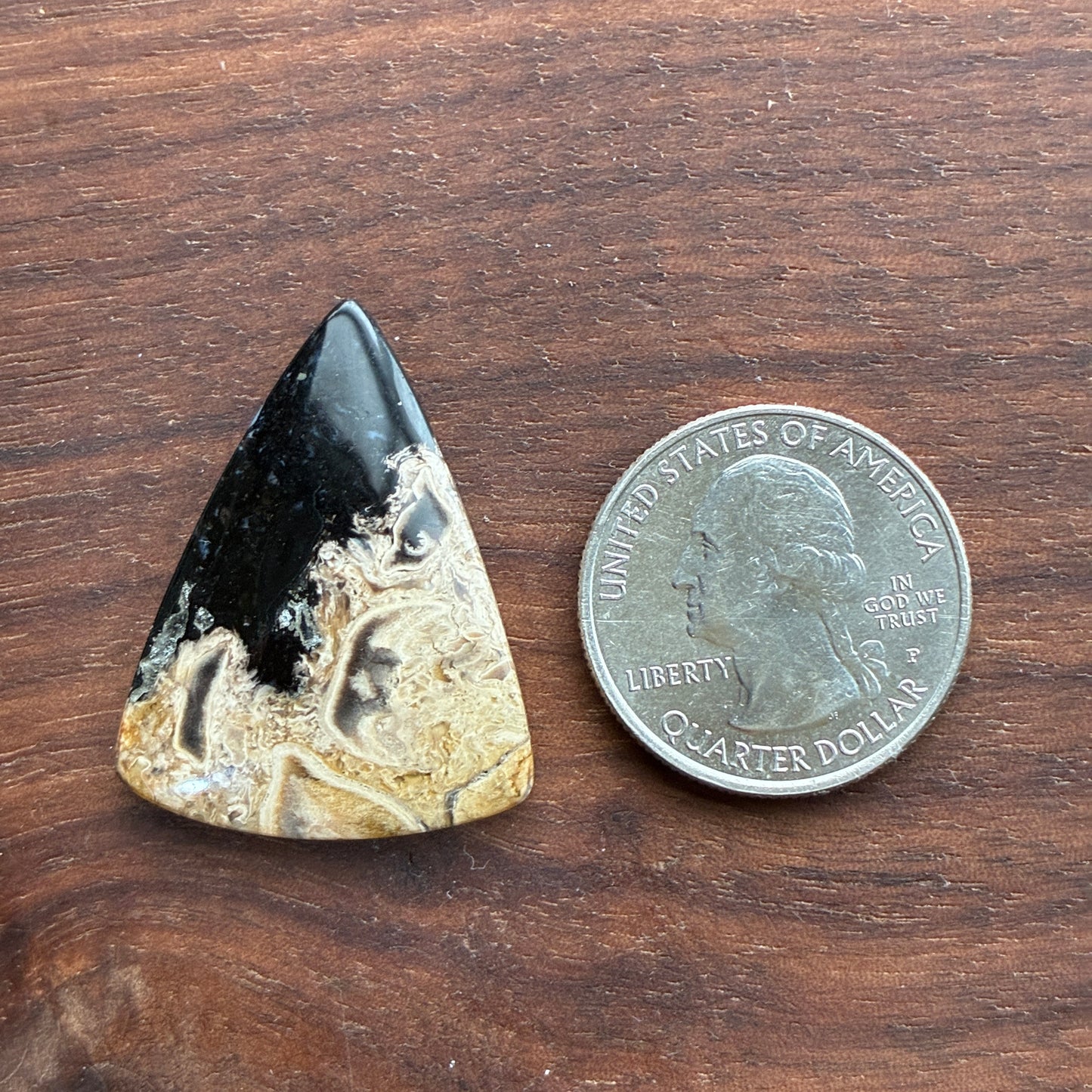 Indonesia Palm Root - Cabochon - Oval - Teardrop - Triangle - Round