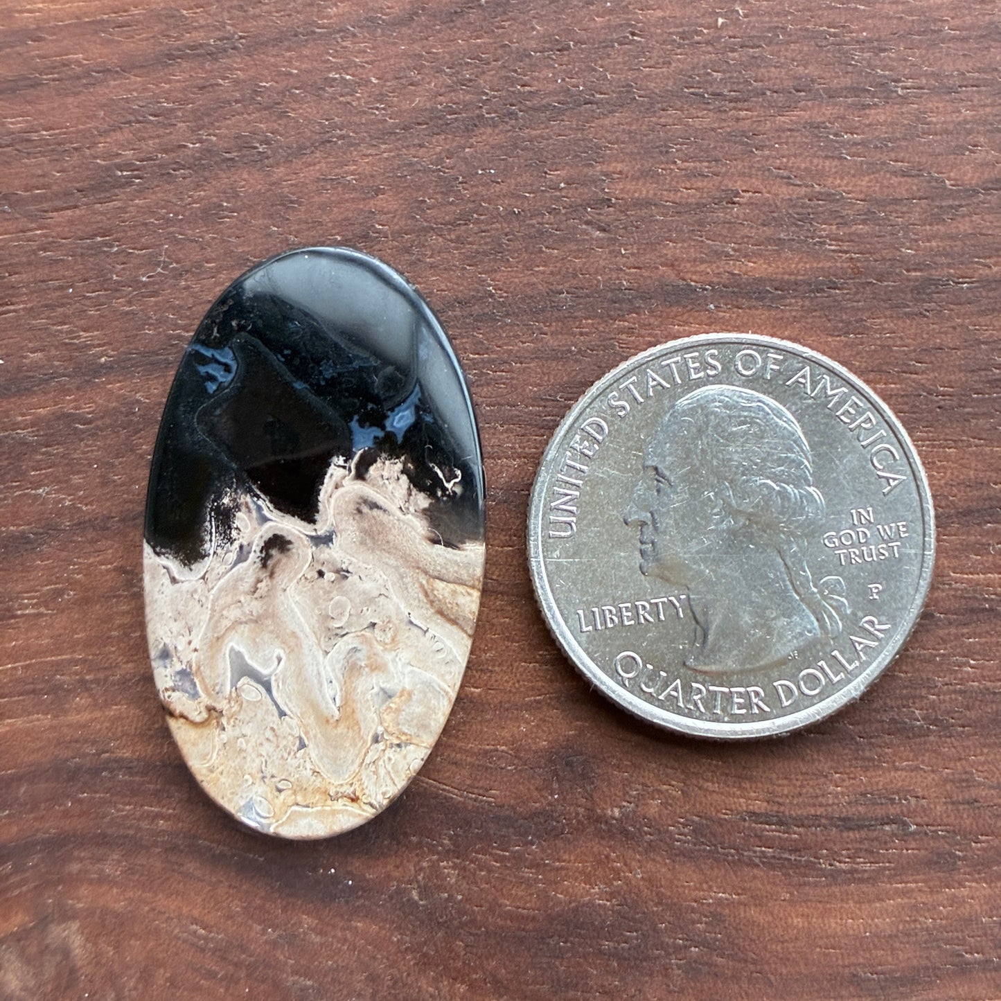 Indonesia Palm Root - Cabochon - Oval - Teardrop - Triangle - Round