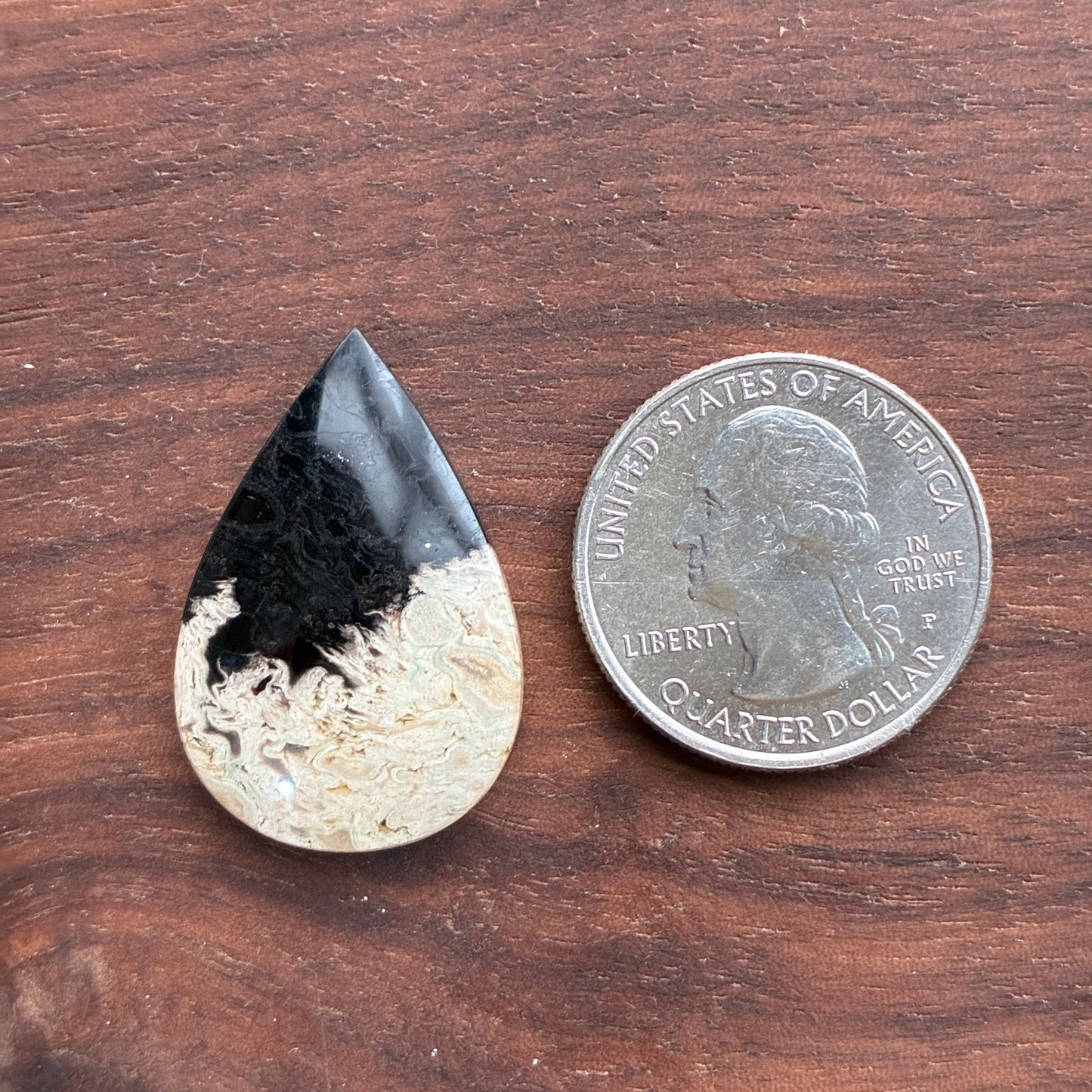 Indonesia Palm Root - Cabochon - Oval - Teardrop - Triangle - Round