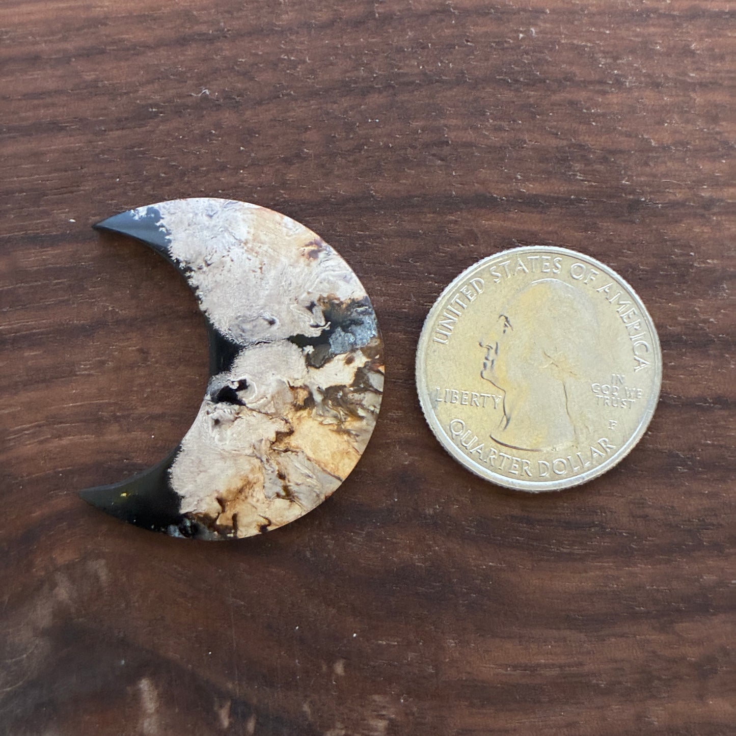 Indonesia Palm Root - Moon - Cabochon