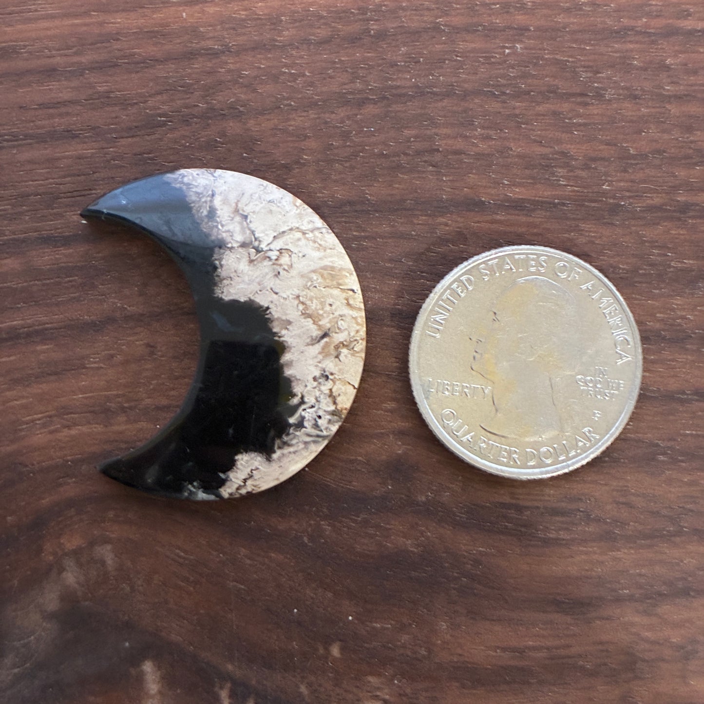 Indonesia Palm Root - Moon - Cabochon