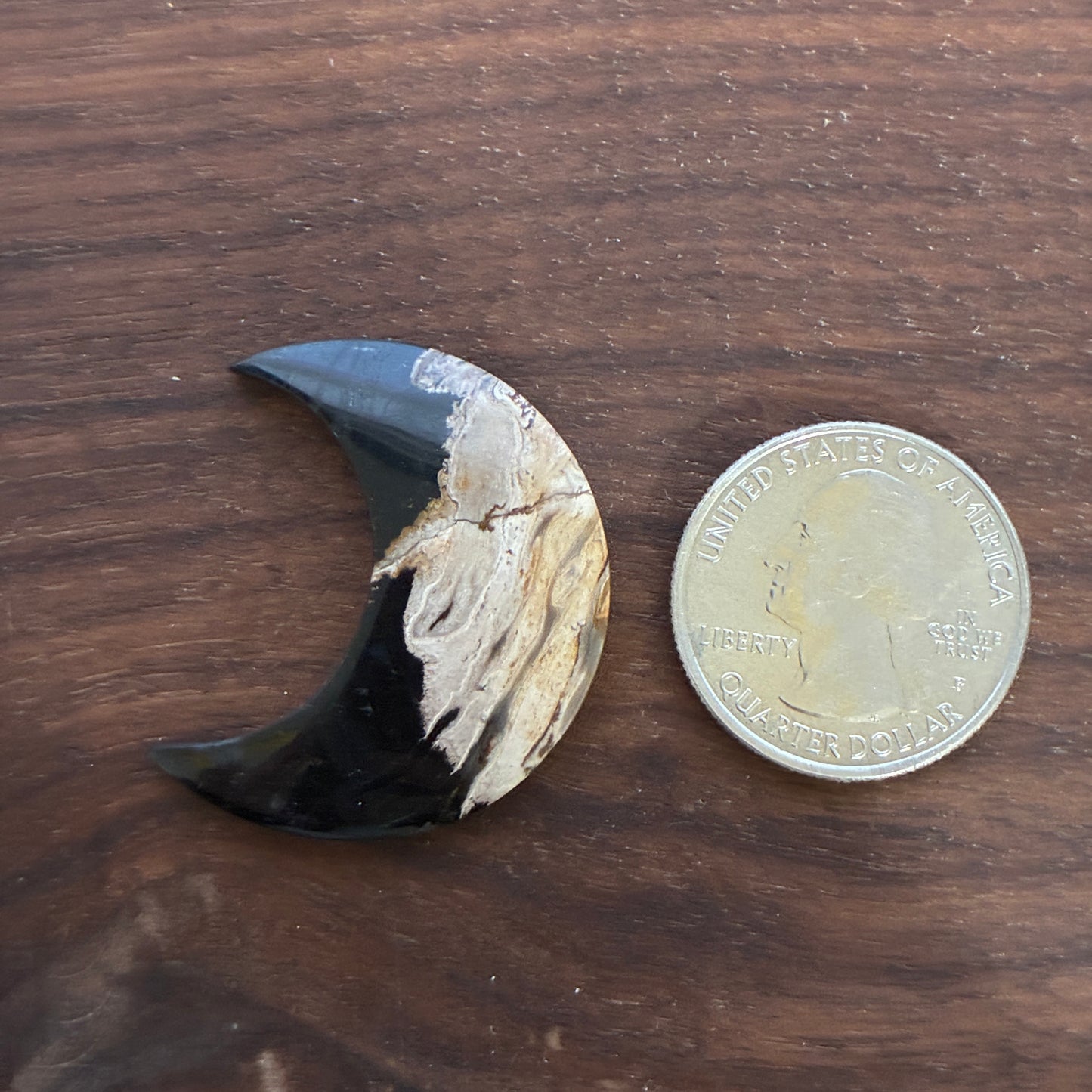 Indonesia Palm Root - Moon - Cabochon