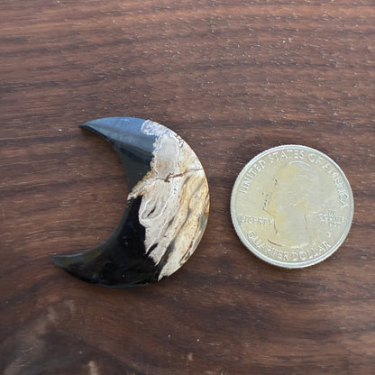Indonesia Palm Root - Moon - Cabochon