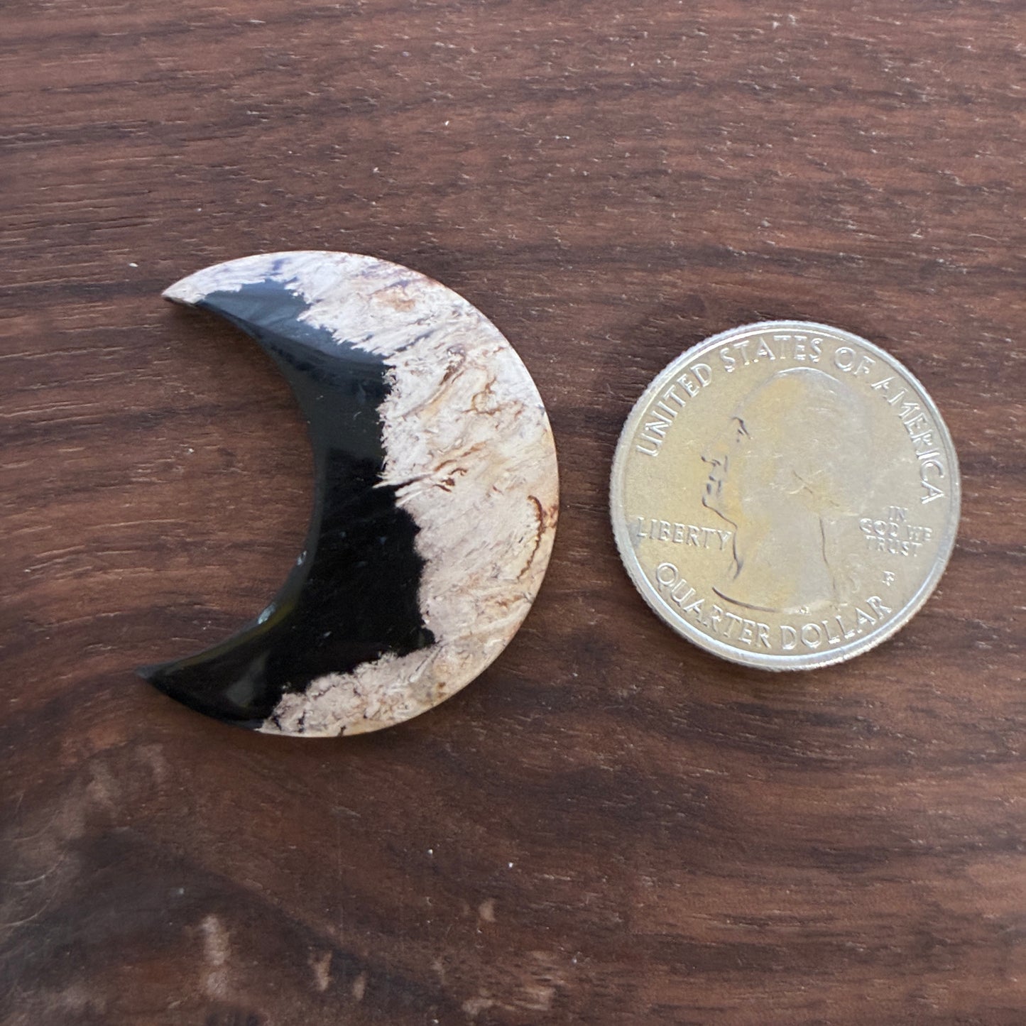 Indonesia Palm Root - Moon - Cabochon