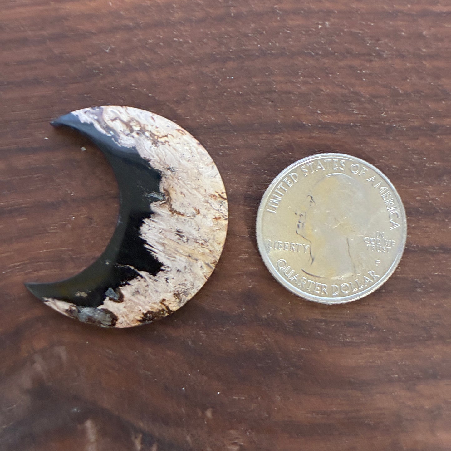 Indonesia Palm Root - Moon - Cabochon