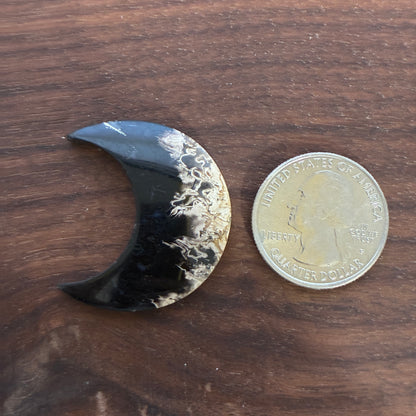 Indonesia Palm Root - Moon - Cabochon