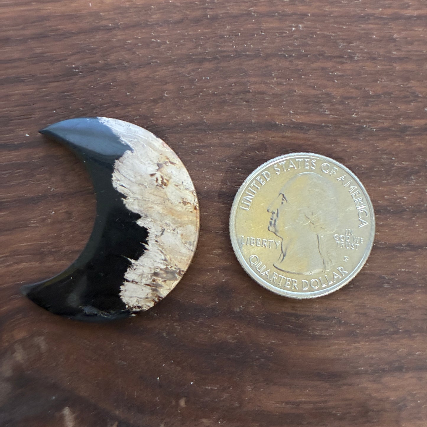 Indonesia Palm Root - Moon - Cabochon