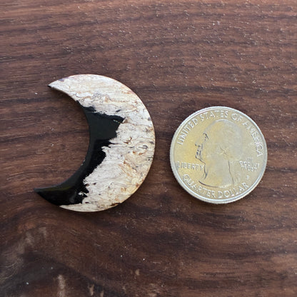 Indonesia Palm Root - Moon - Cabochon