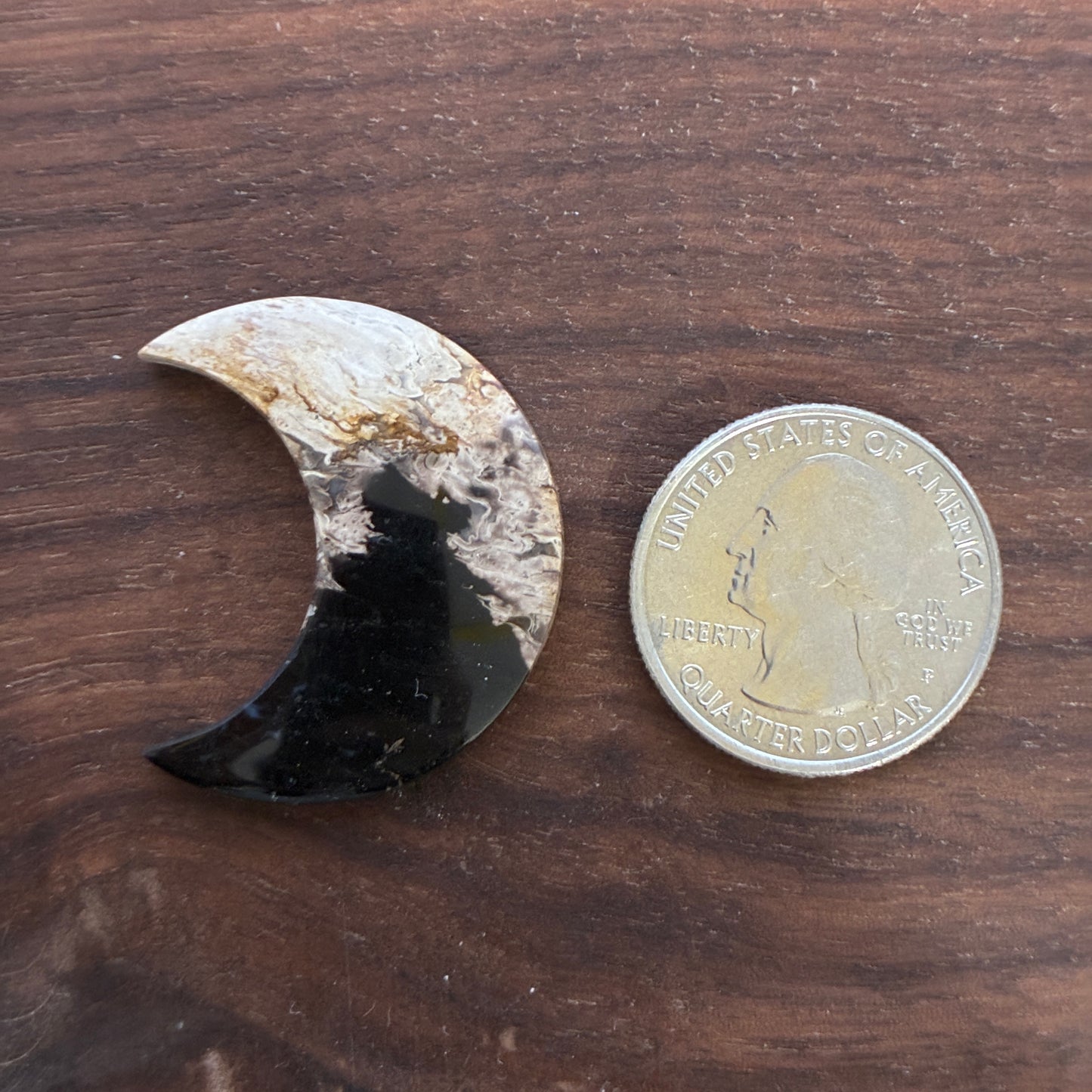 Indonesia Palm Root - Moon - Cabochon