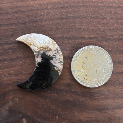 Indonesia Palm Root - Moon - Cabochon