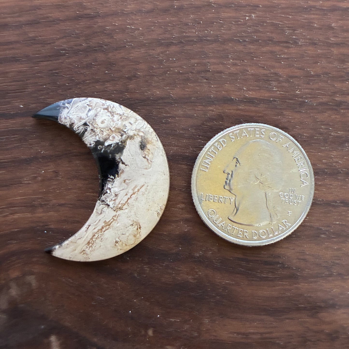 Indonesia Palm Root - Moon - Cabochon