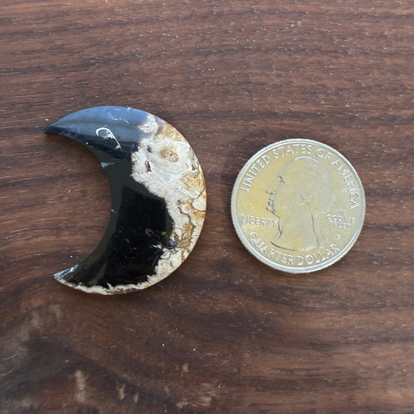 Indonesia Palm Root - Moon - Cabochon