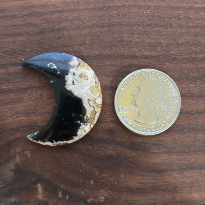 Indonesia Palm Root - Moon - Cabochon