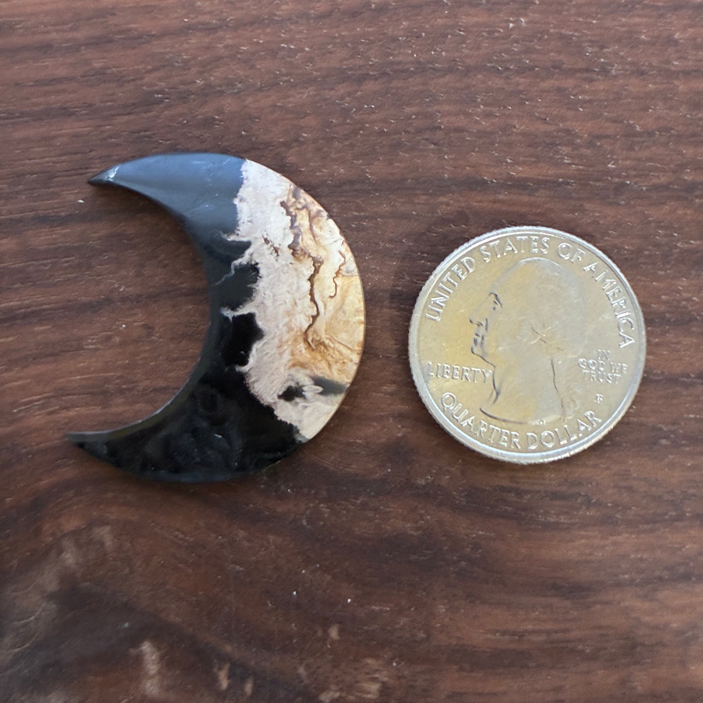 Indonesia Palm Root - Moon - Cabochon