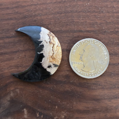 Indonesia Palm Root - Moon - Cabochon
