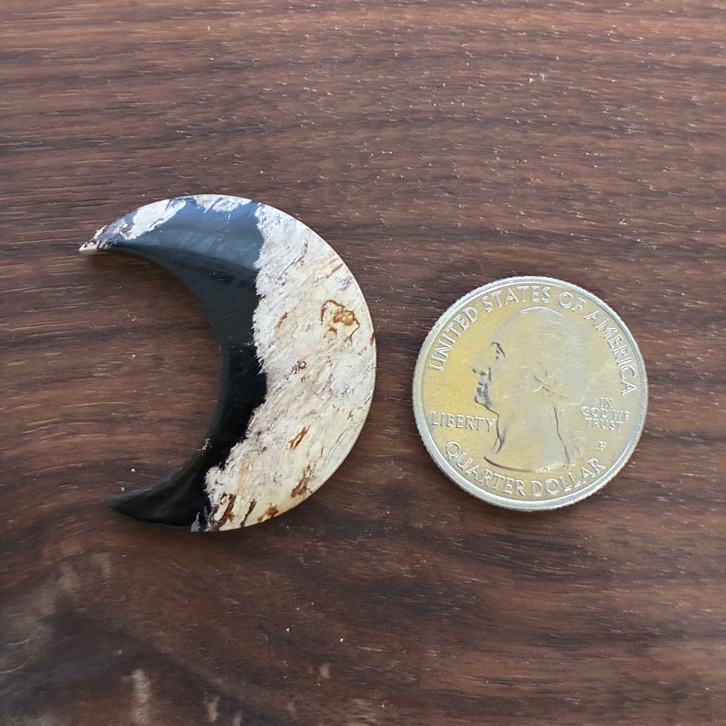 Indonesia Palm Root - Moon - Cabochon