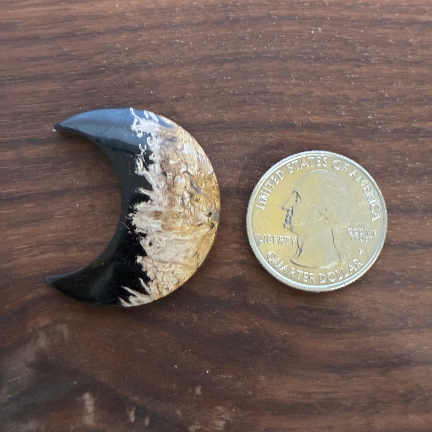 Indonesia Palm Root - Moon - Cabochon