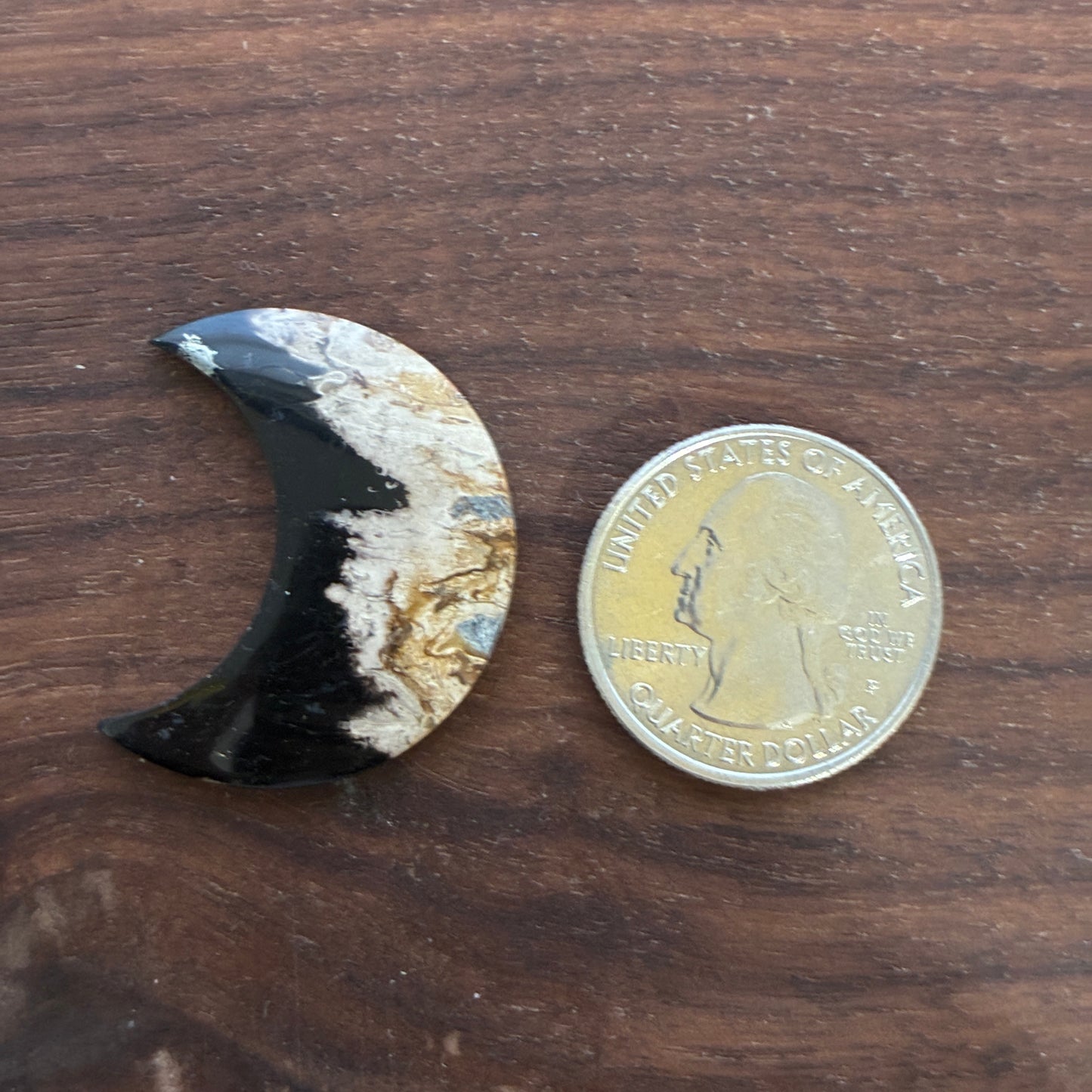 Indonesia Palm Root - Moon - Cabochon