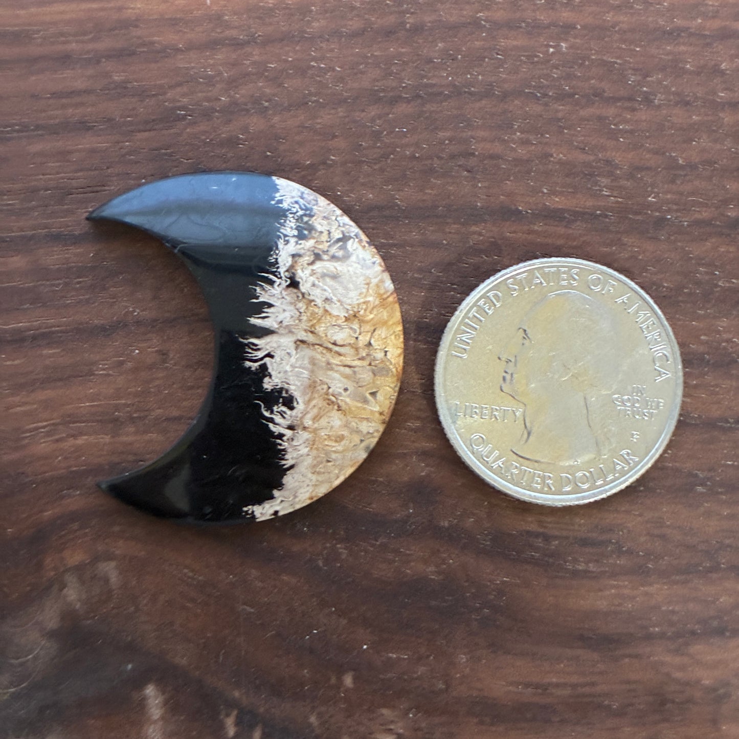 Indonesia Palm Root - Moon - Cabochon