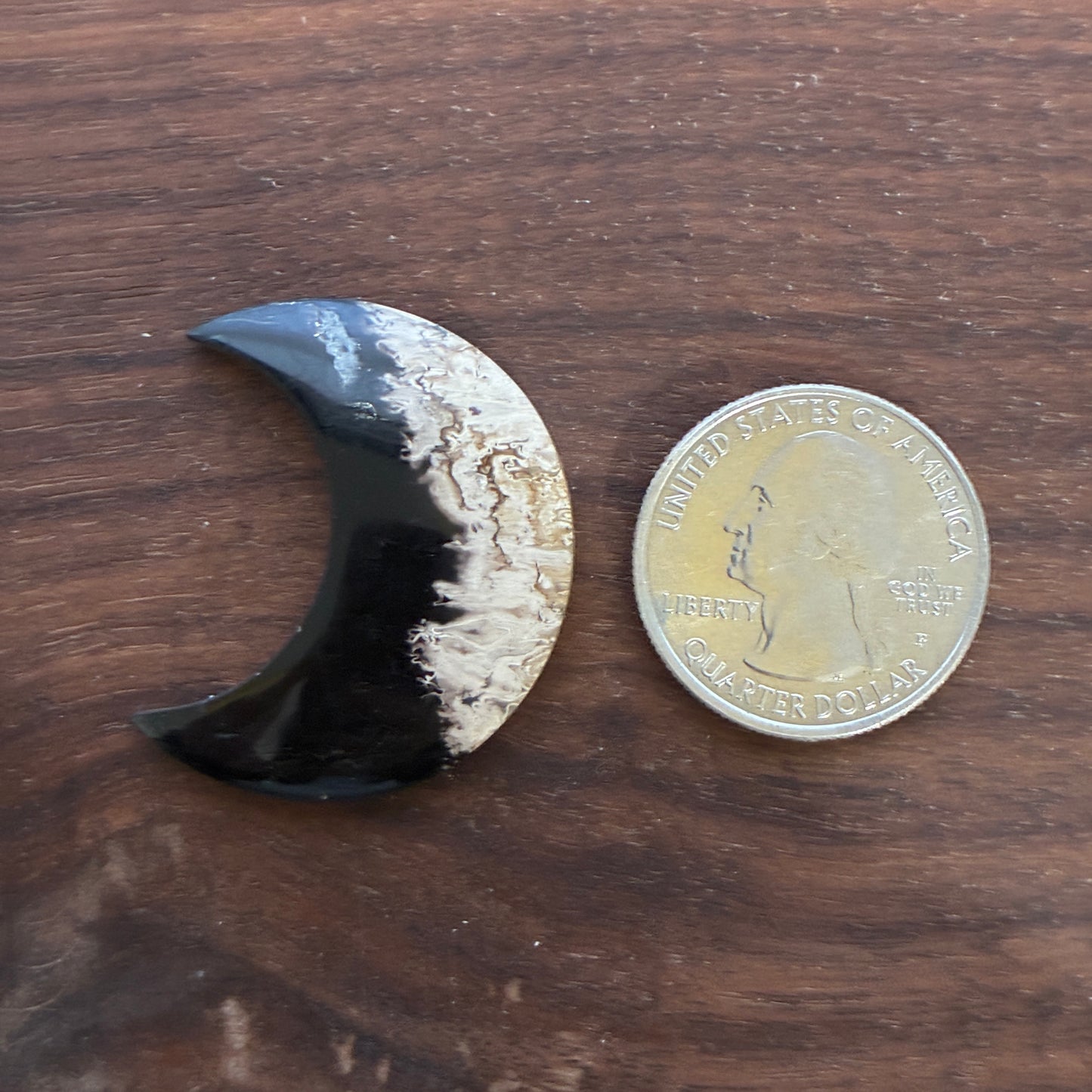 Indonesia Palm Root - Moon - Cabochon