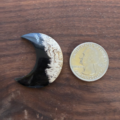 Indonesia Palm Root - Moon - Cabochon