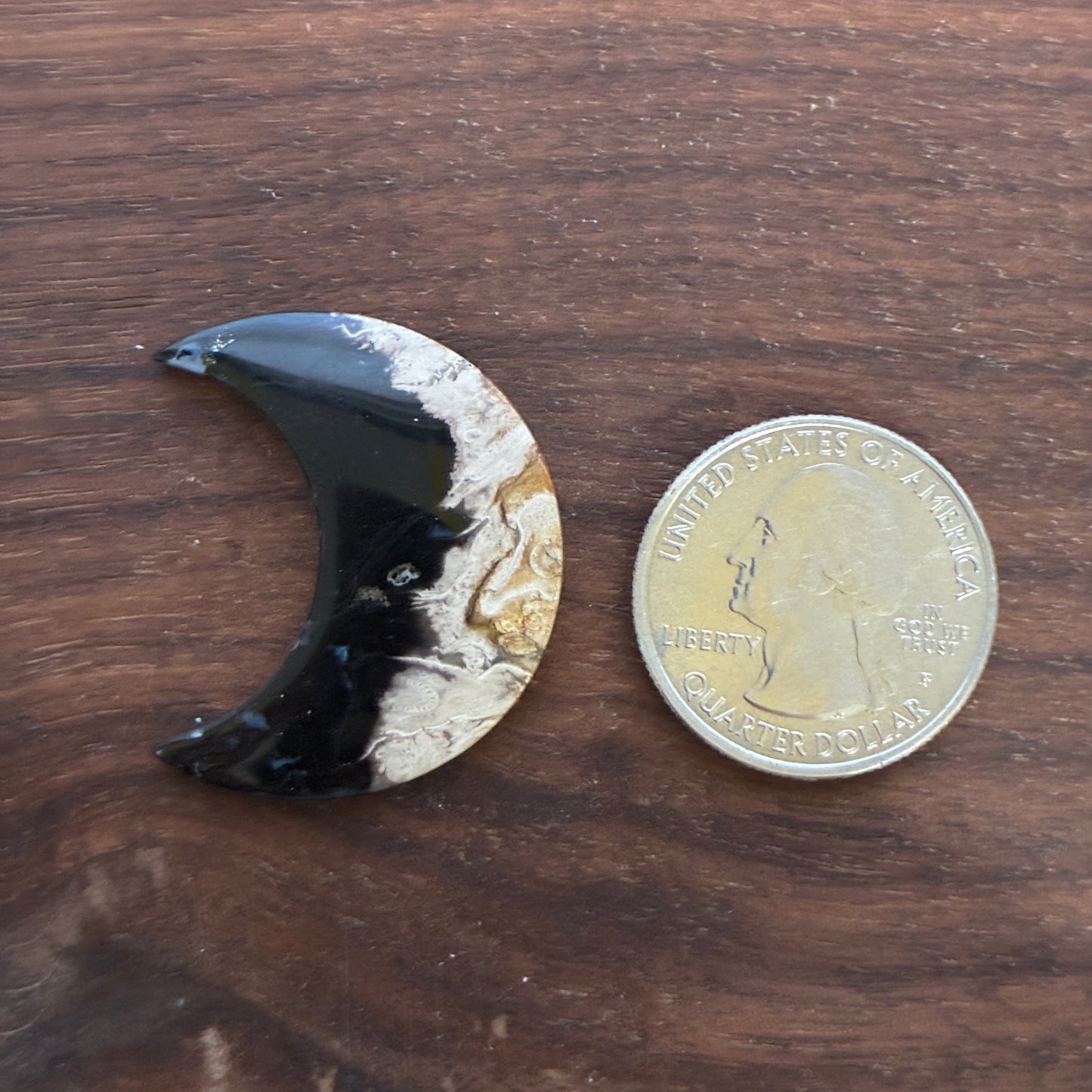 Indonesia Palm Root - Moon - Cabochon