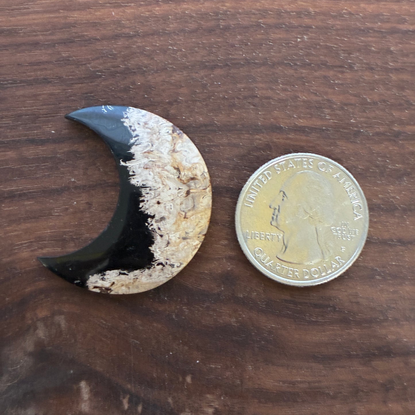 Indonesia Palm Root - Moon - Cabochon