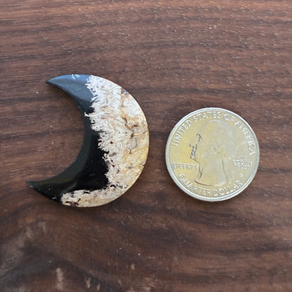 Indonesia Palm Root - Moon - Cabochon
