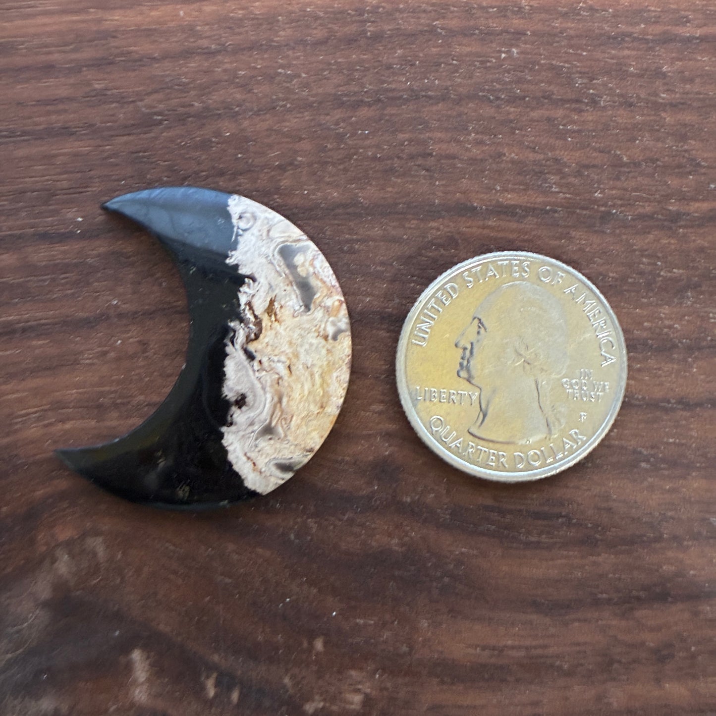 Indonesia Palm Root - Moon - Cabochon