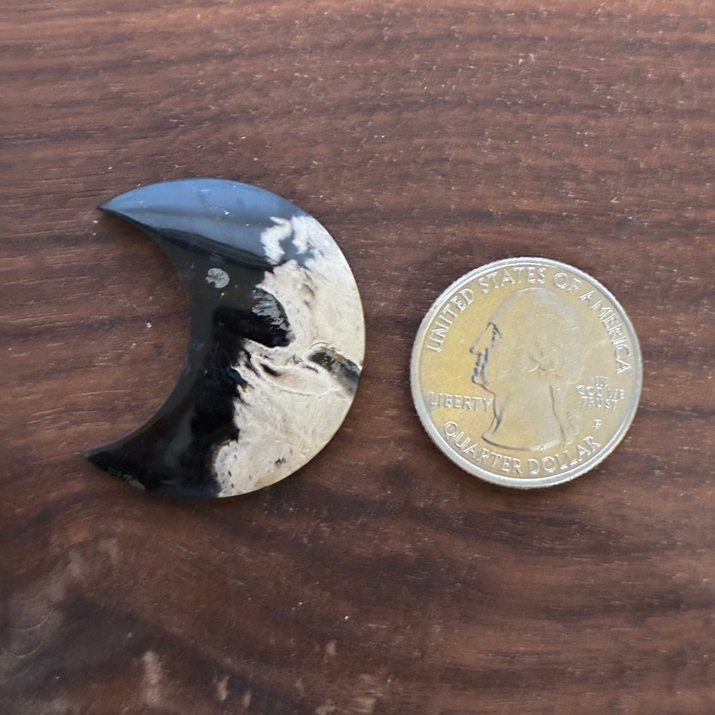 Indonesia Palm Root - Moon - Cabochon