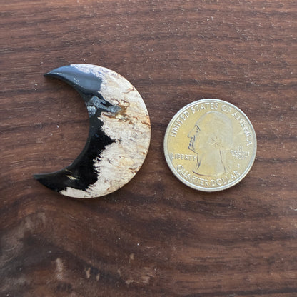 Indonesia Palm Root - Moon - Cabochon