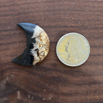 Indonesia Palm Root - Moon - Cabochon